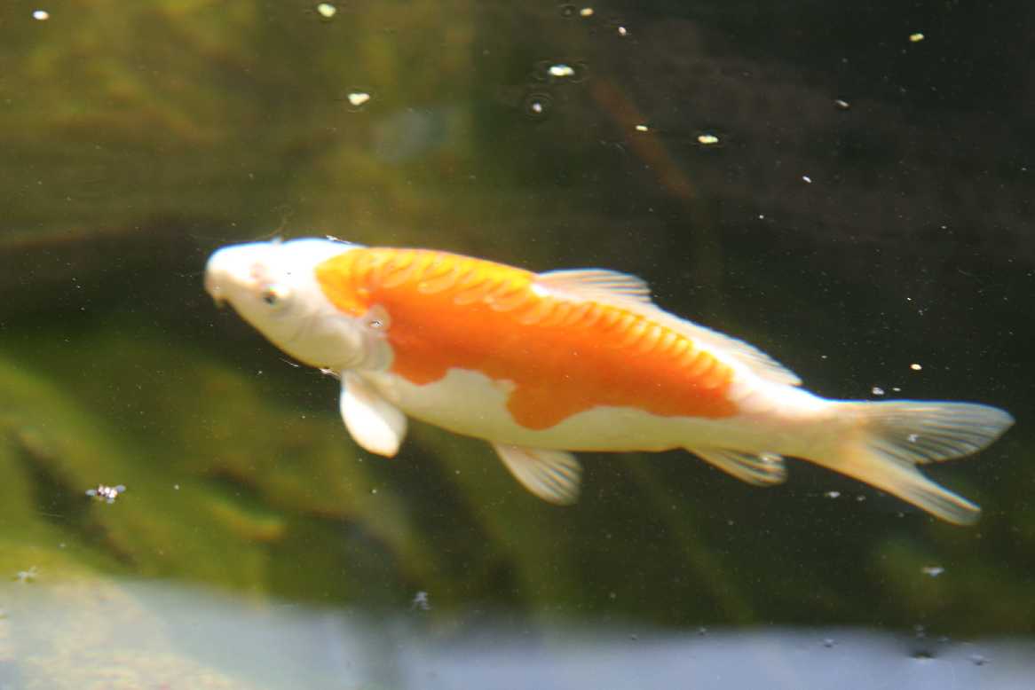 Hier klicken fr groes Bild