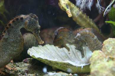 Hier klicken fr groes Bild